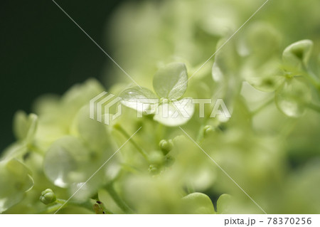 雨のち晴れのアジサイの花 マクロレンズで撮影の写真素材