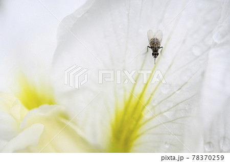 ハナショウブとハナバエ 78370259