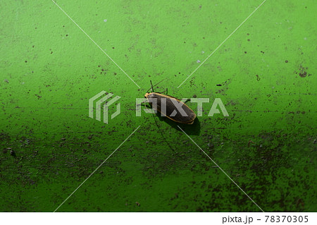 キシタホソバ キシタホソバ 78370305