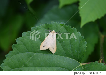 スジモンヒトリ 78370346