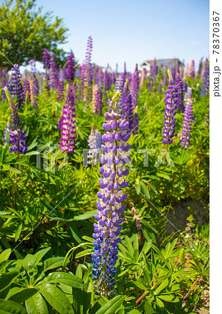 青空の下で咲いているルピナスの花々 78370367