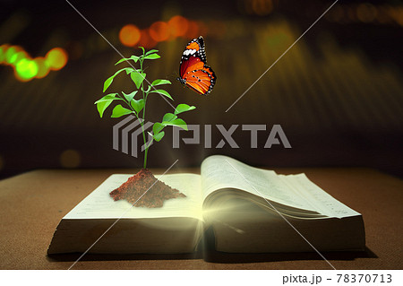 Young plant of knowledge with soil planting and butterfly on opening old book with Magic shine. Gaining Knowledge, Learning new, and Increase Wisdom Concept. 78370713