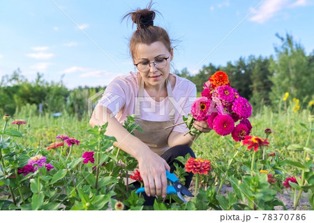 Middle-aged woman with pruning shears cutting bouquet of zinnia flowers 78370786