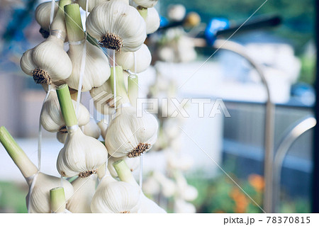 新鮮なニンニクを干す。　ホワイト六片 78370815