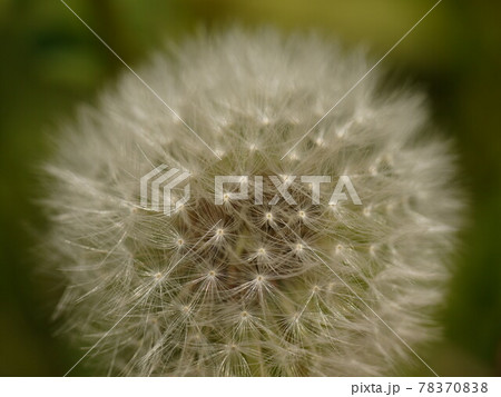 ふわふわのたんぽぽの綿毛のアップ画像の写真素材 [78370838