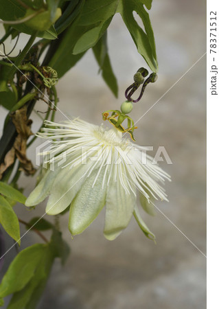 Snow Queen Passion Vine 78371512