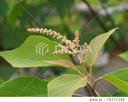 アカメガシワの蕾 78371596