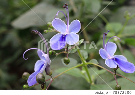 クレロデンドルム・ウガンデンセ (Clerodendrum ugandense) クレロデンドルム・ウガンデンセ (Clerodendrum ugandense) 78372200