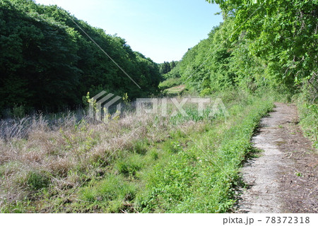 耕作放棄地となって荒れた、谷津田跡 78372318
