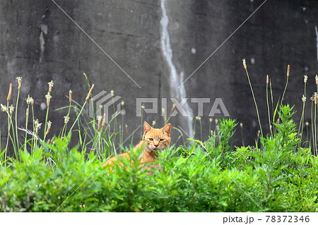 茂みから顔を出す野良猫 茂みから顔を出す野良猫 78372346