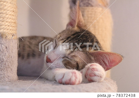 猫 ねこ ネコ 78372438