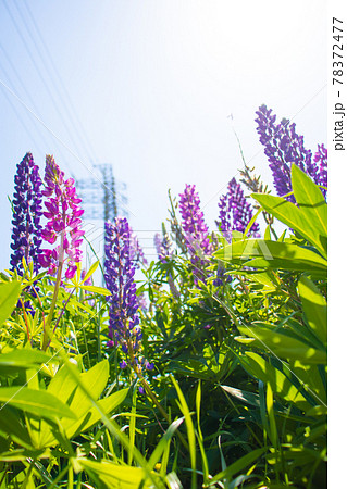 青空の下で咲いているルピナスの花々 青空の下で咲いているルピナスの花々 78372477