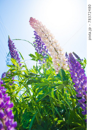 青空の下で咲いているルピナスの花々 青空の下で咲いているルピナスの花々 78372480