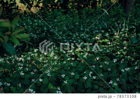 (フラワーツーリズム)森の中の野草を照らす光(ドクダミの花) (フラワーツーリズム)森の中の野草を照らす光(ドクダミの花) 78373108