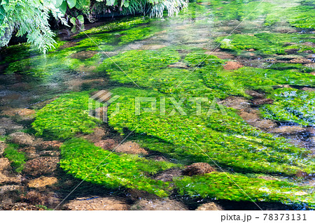 牛渡川に生えるバイカモ (梅花藻) 山形県遊佐町 牛渡川に生えるバイカモ (梅花藻) 山形県遊佐町 78373131