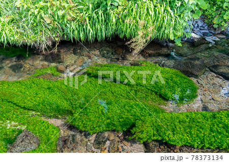 牛渡川に生えるバイカモ 梅花藻 山形県遊佐町の写真素材