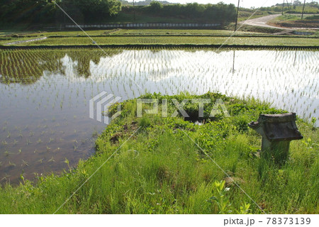 田植えの終わった田んぼの脇に建つ、田の神様 田植えの終わった田んぼの脇に建つ、田の神様 78373139