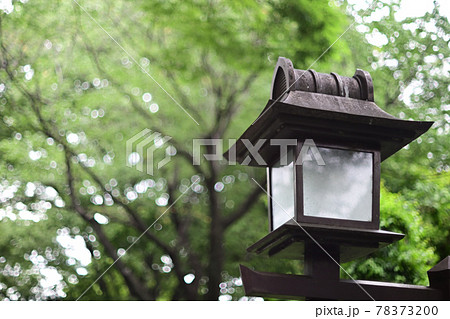 （参道の風景）鎮守の杜と参道の風景 78373200