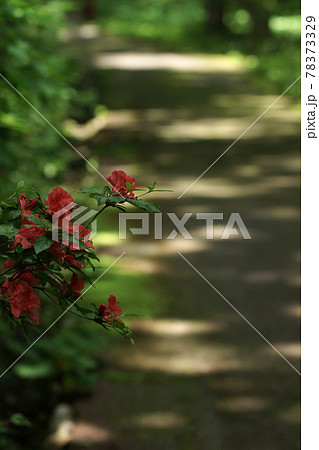 四季の散歩 夏 たじま高原植物園 四季の散歩 夏 たじま高原植物園 78373329