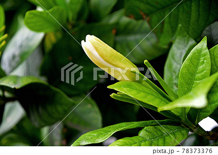 クチナシの花のつぼみ クチナシの花のつぼみ 78373376