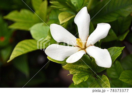 クチナシの花 クチナシの花 78373377