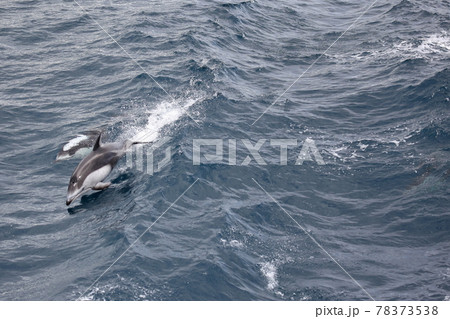 陸奥湾のイルカ 陸奥湾のイルカ 78373538