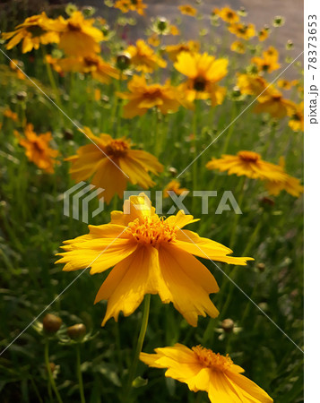 花 黄色 イエロー 78373653