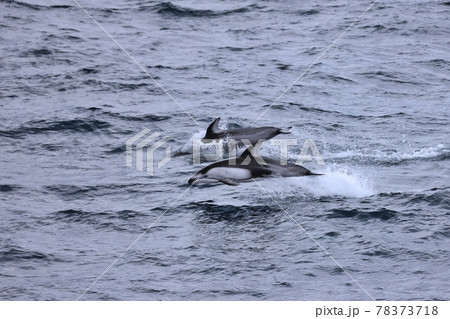 むつ湾のイルカジャンプ むつ湾のイルカジャンプ 78373718