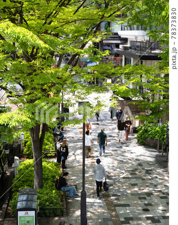 新緑の表参道 78373830