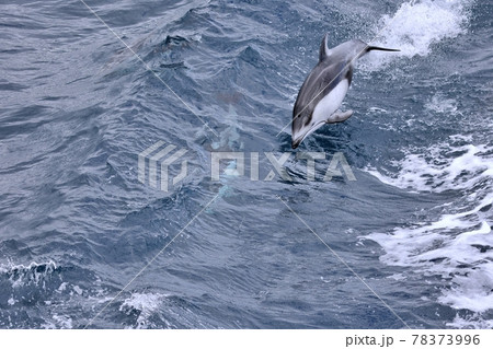 むつ湾フェリーの波でジャンプするカマイルカ むつ湾フェリーの波でジャンプするカマイルカ 78373996