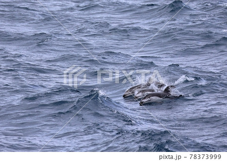 むつ湾のカマイルカ むつ湾のカマイルカ 78373999