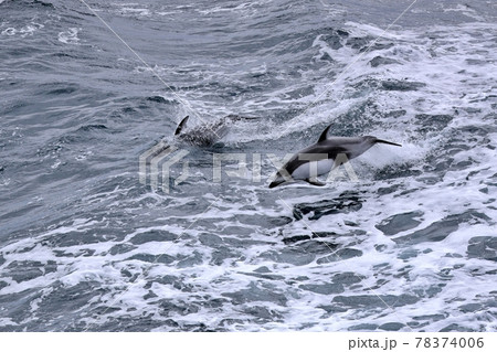 むつ湾フェリーの波で遊ぶカマイルカのジャンプ 78374006