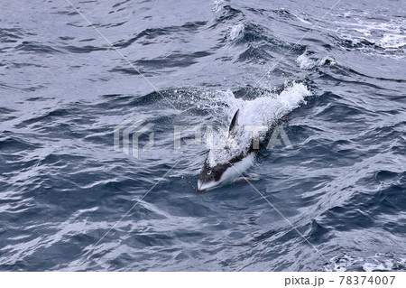 むつ湾フェリーの波で遊ぶイルカ 78374007