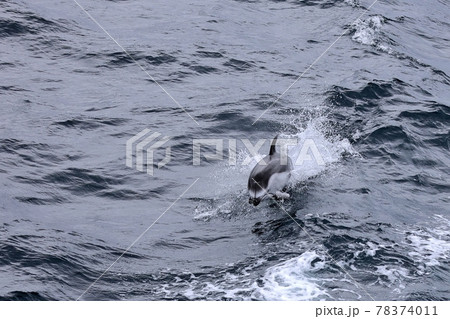野生のイルカジャンプ 78374011