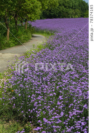 くまつづらの群生 くまつづらの群生 78374165