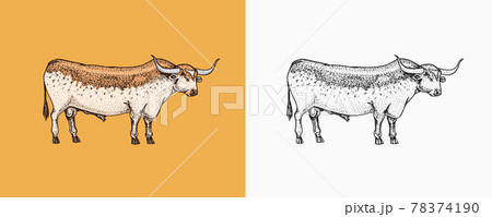 Domestic Cow. Farm animal. Vintage sketch for shop. Badge for t-shirts. Hand Drawn engrave Vector 78374190