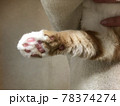 ピンクの肉球 78374274