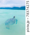 ハワイの海亀 78374275