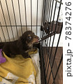 仔犬の水分補給 78374276