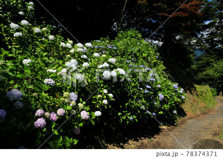 山梨　うつぶな公園のアジサイ 78374371