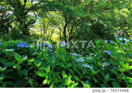 山梨　うつぶな公園のアジサイ 78374468