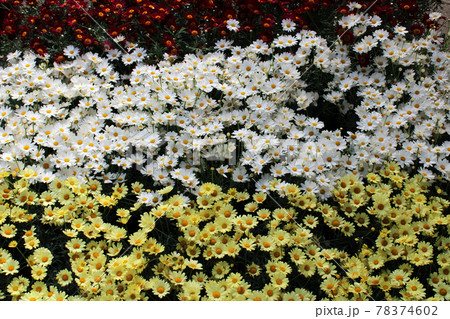 Late spring - beginning of summer, beautiful  flowers and plants in Zagreb, Croatia 78374602