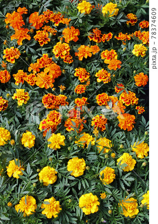 Late spring - beginning of summer, beautiful  flowers and plants in Zagreb, Croatia 78374609