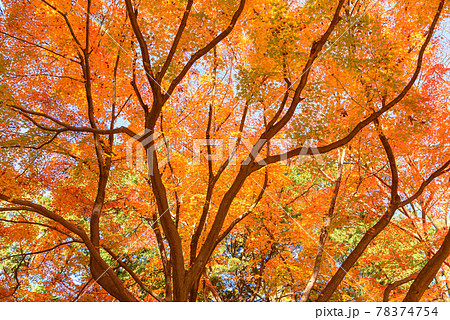 彩る紅葉・秋イメージ 78374754