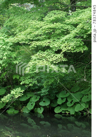 四季の散歩 夏 たじま高原植物園 四季の散歩 夏 たじま高原植物園 78374845