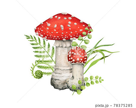 Fly agaric mushroom arrangement. Watercolor illustration. Hand drawn poison fungi amanita muscaria, fern and grass. Couple of fly agaric mushrooms with forest herbs. On white background Fly agaric mushroom arrangement. Watercolor illustration. Hand drawn poison fungi amanita muscaria, fern and grass. Couple of fly agaric mushrooms with forest herbs. On white background 78375285