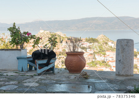 欧州ギリシャのアテネから出ているエーゲ海クルーズでいくイドラ島の猫 78375346