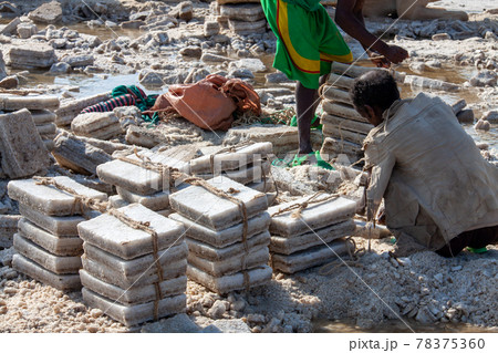 採掘した岩塩ブロックを重ねて紐で結ぶエチオピア人の後ろ姿 採掘した岩塩ブロックを重ねて紐で結ぶエチオピア人の後ろ姿 78375360