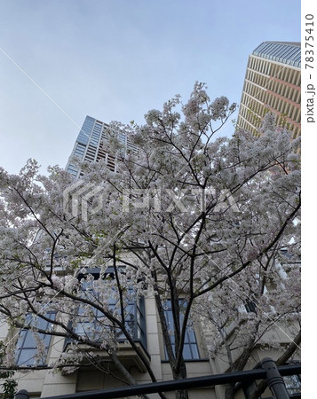 （東京都）タワーマンションの敷地内に咲く桜 78375410