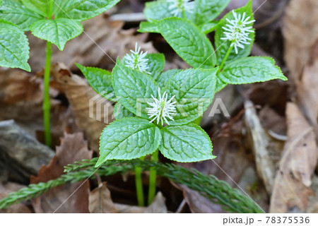 ヒトリシズカ ヒトリシズカ 78375536